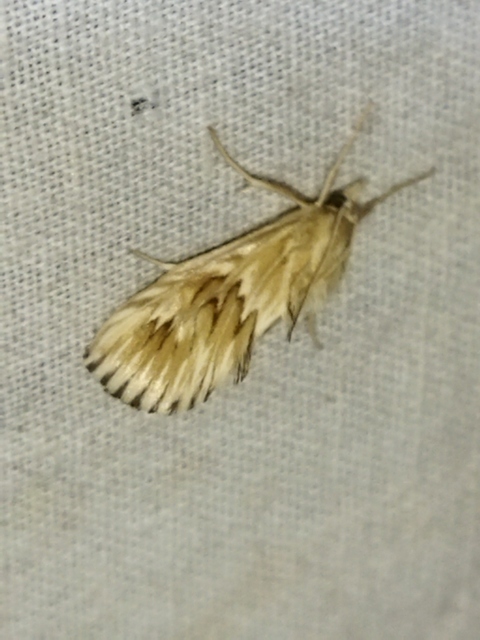 Cynaeda dentalis - gyakori ciframoly
