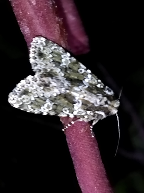 Polymixis polymita - kankalin-tarkabagoly