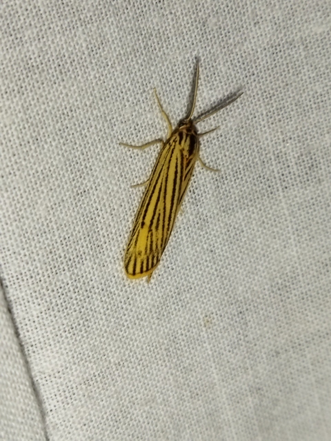 Spiris striata - csíkos molyszövő
