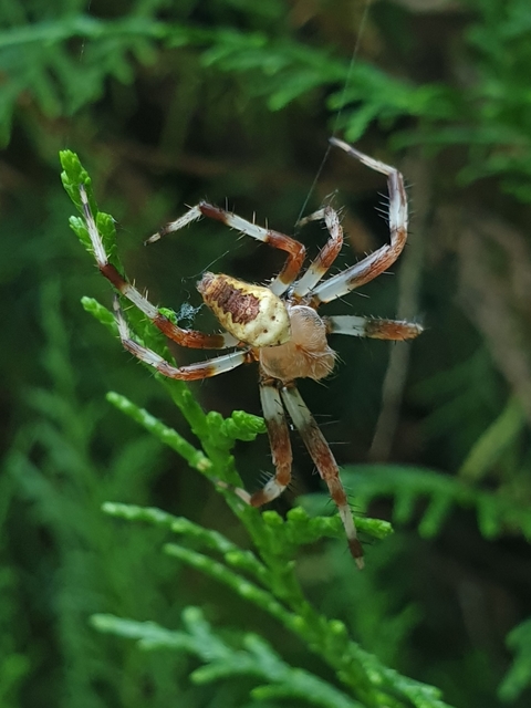 Araneus marmoreus - márványos keresztespók