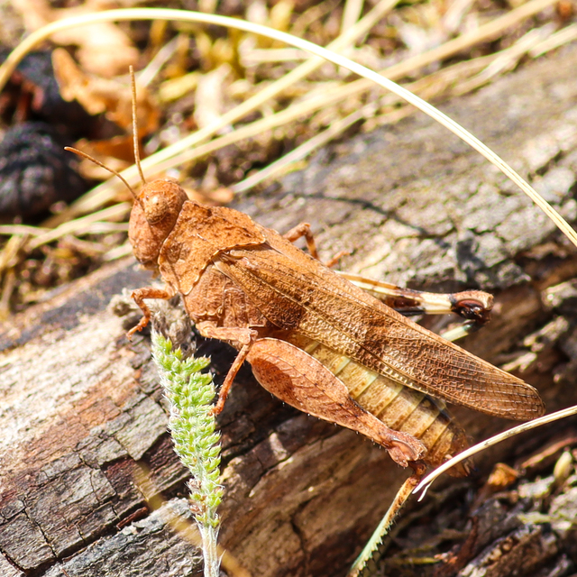 Oedipoda caerulescens - kékszárnyú sáska