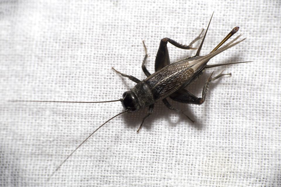 Eumodicogryllus bordigalensis - bordói tücsök