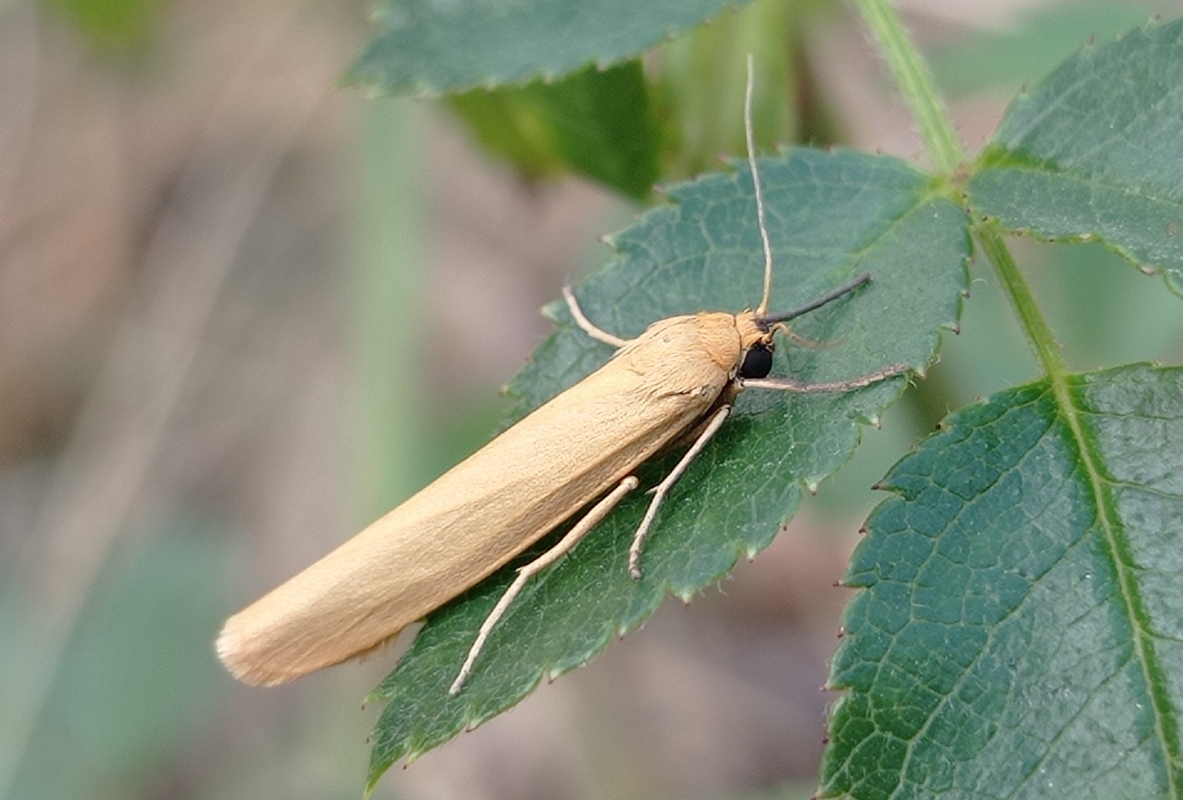 Eilema lutarella - narancsszínű zuzmószövő