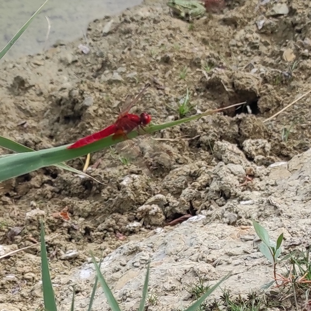Crocothemis erythraea - skarlát szitakötő