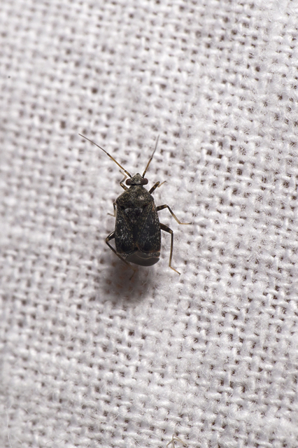 Charagochilus
