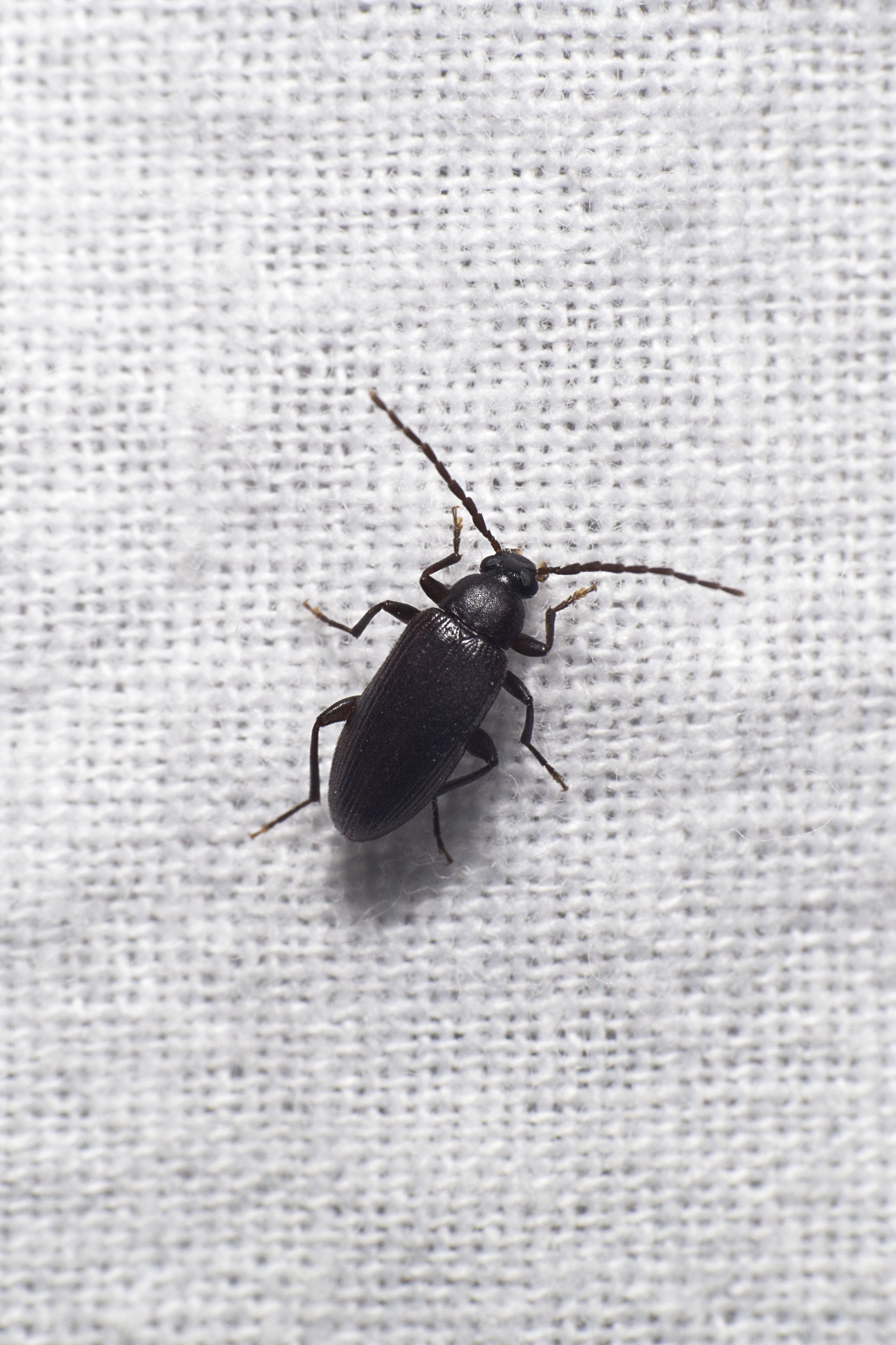 Allecula rhenana