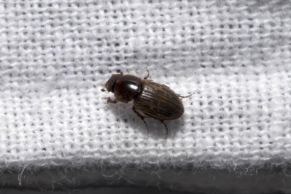 Euheptaulacus sus - bordás trágyabogár