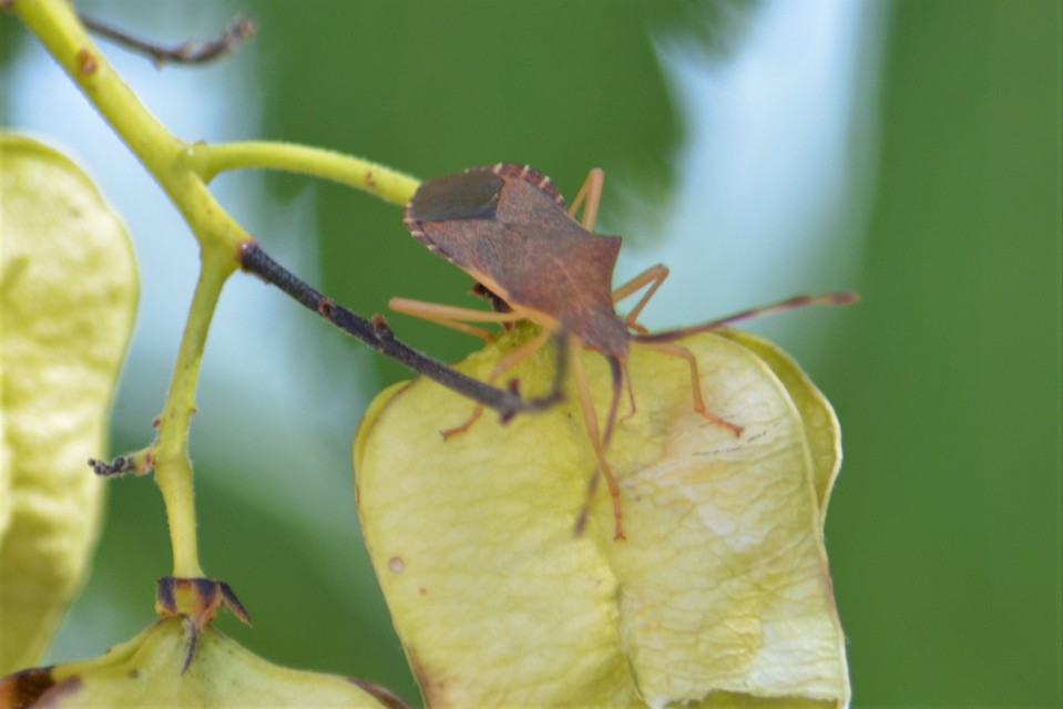 Gonocerus acuteangulatus - aranypetés karimáspoloska