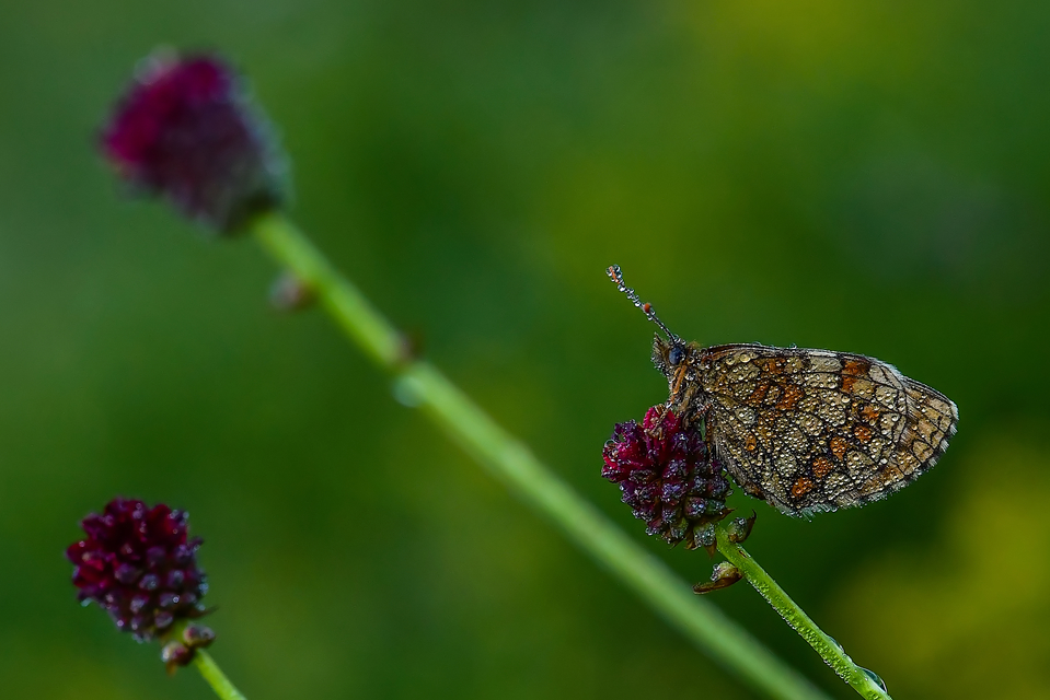 Melitaea athalia - közönséges tarkalepke Melitaea athalia - közönséges tarkalepke