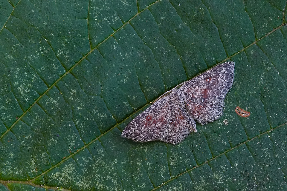 Cyclophora pendularia - fűzfa-pettyesaraszoló