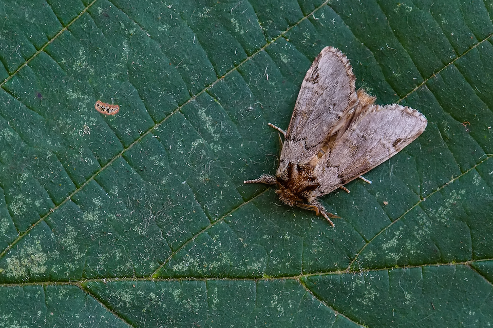 Drymonia obliterata - feketefoltos púposszövő
