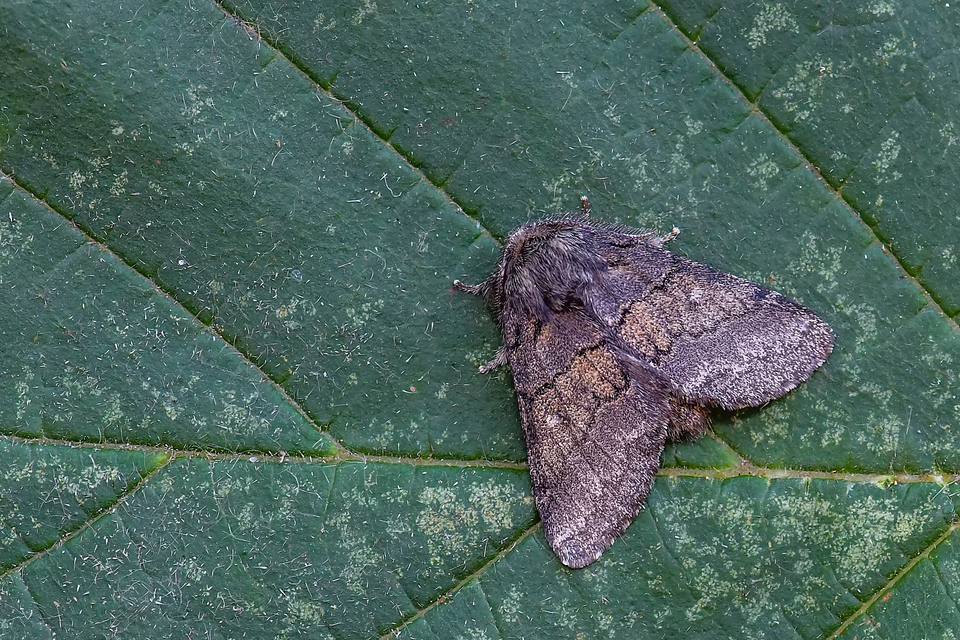 Gluphisia crenata - kormos púposszövő