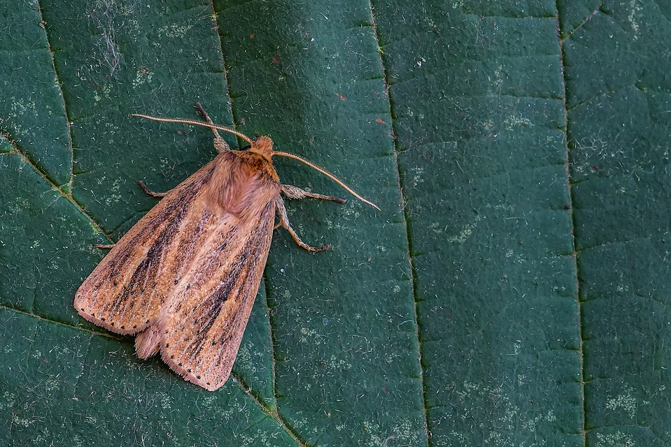 Globia sparganii - nagy nádibagoly