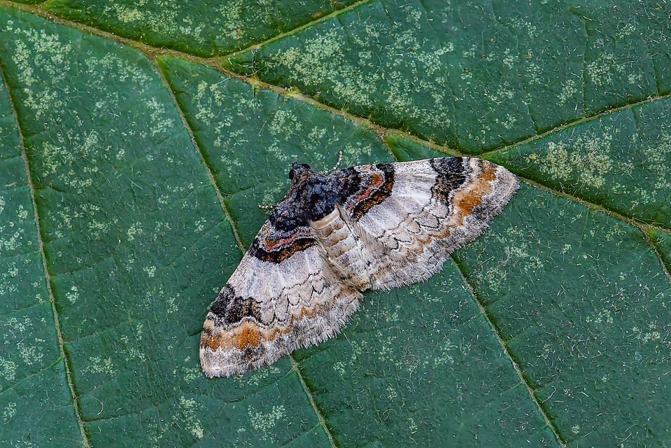 Catarhoe cuculata - csuklyás tarkaaraszoló