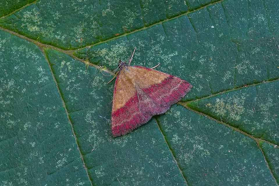 Phytometra viridaria - pirossávos bagoly