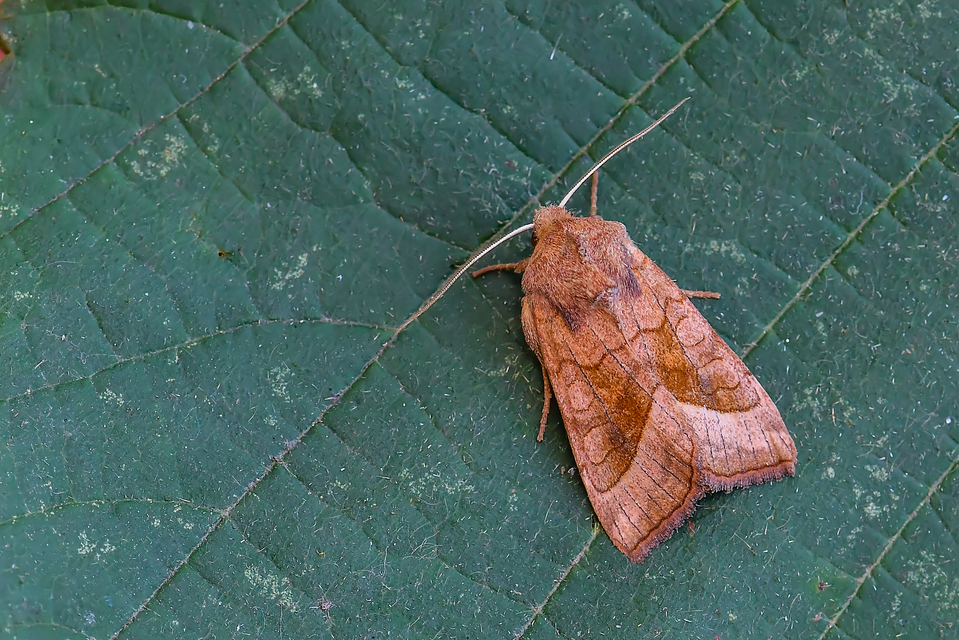 Hydraecia micacea - csillogó acsalapubagoly