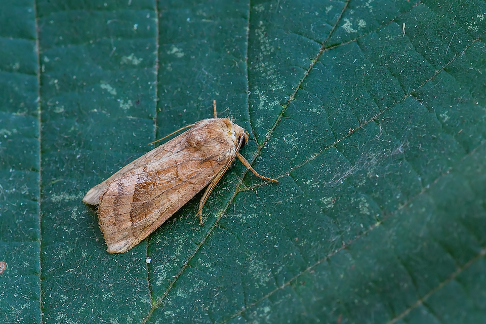 Hydraecia micacea - csillogó acsalapubagoly