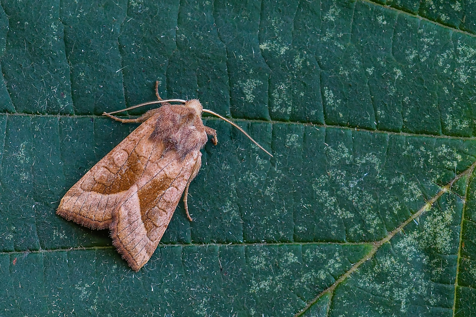 Hydraecia micacea - csillogó acsalapubagoly