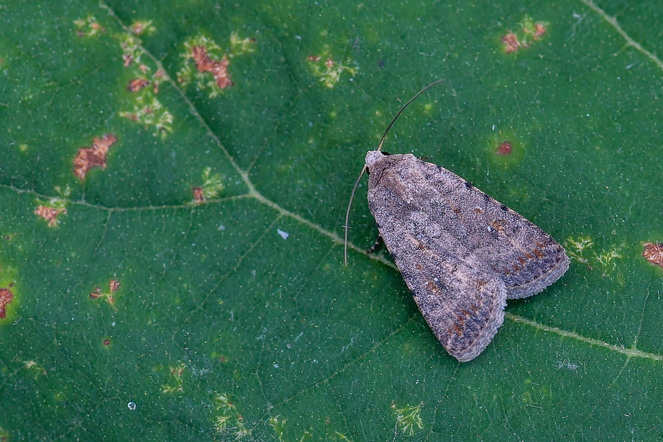 Paradrina clavipalpis - közönséges selymesbagoly