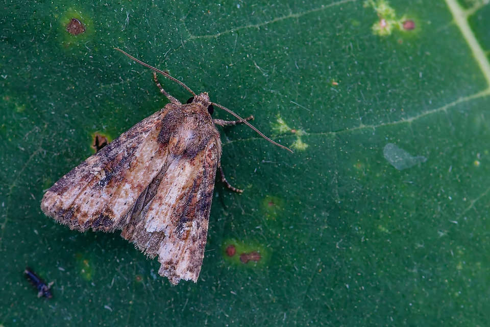 Mesapamea secalella/secalis