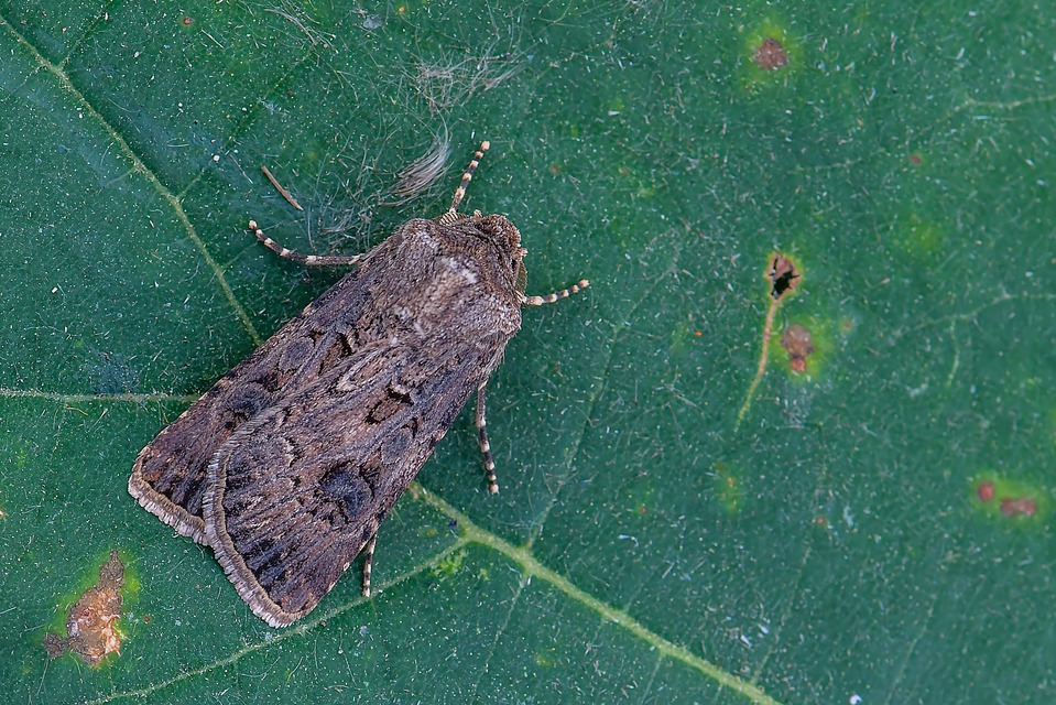 Agrotis bigramma - kétjegyű földibagoly