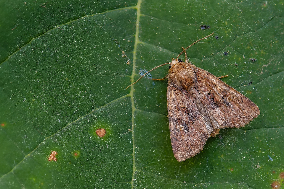 Mesapamea secalella/secalis