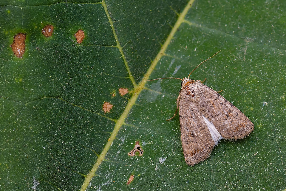 Paradrina clavipalpis - közönséges selymesbagoly