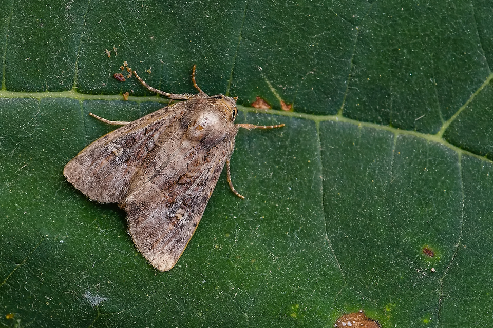Mesapamea secalella/secalis