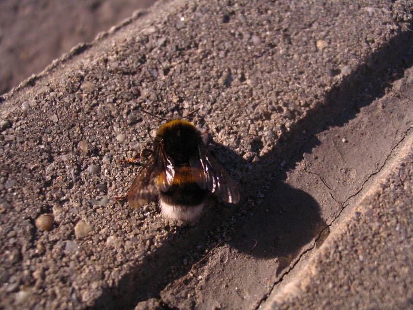 Bombus terrestris/lucorum
