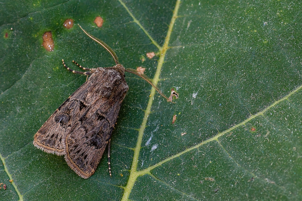 Agrotis bigramma - kétjegyű földibagoly