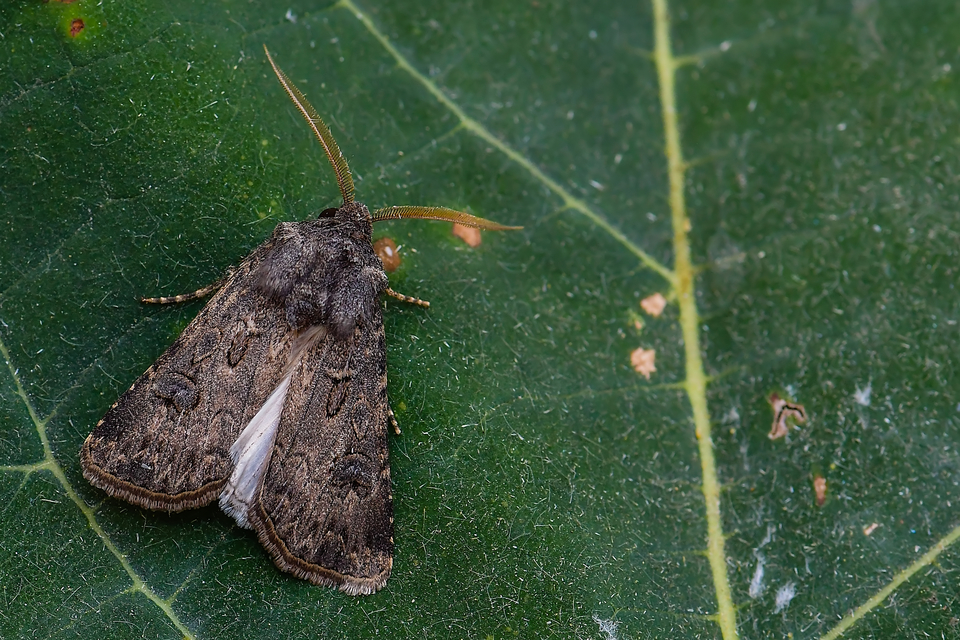 Agrotis bigramma - kétjegyű földibagoly
