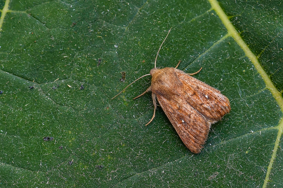 Mythimna albipuncta - fehérpettyes rétibagoly