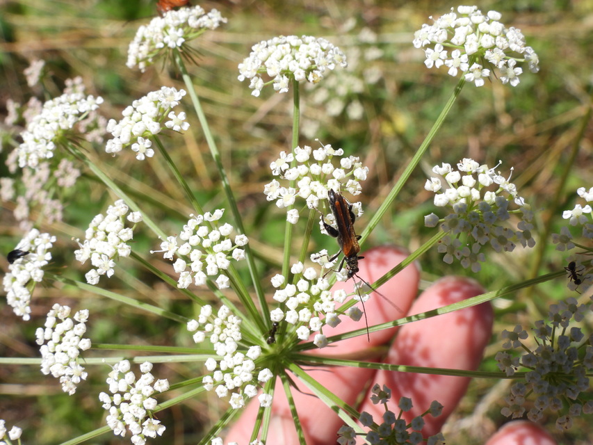 Oedemera femorata - sárgahátú álcincér
