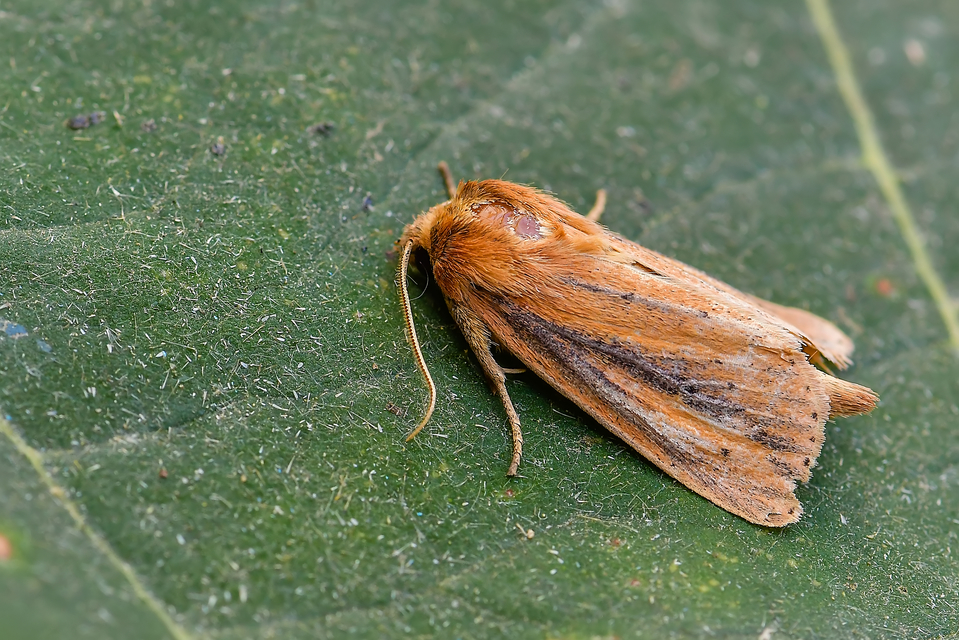 Globia sparganii - nagy nádibagoly