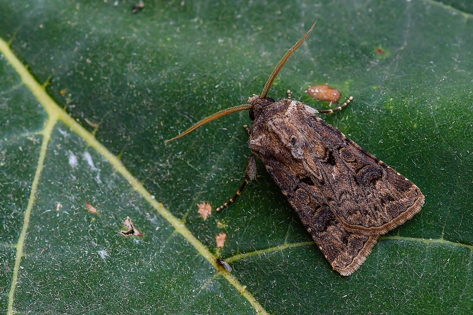 Agrotis bigramma - kétjegyű földibagoly
