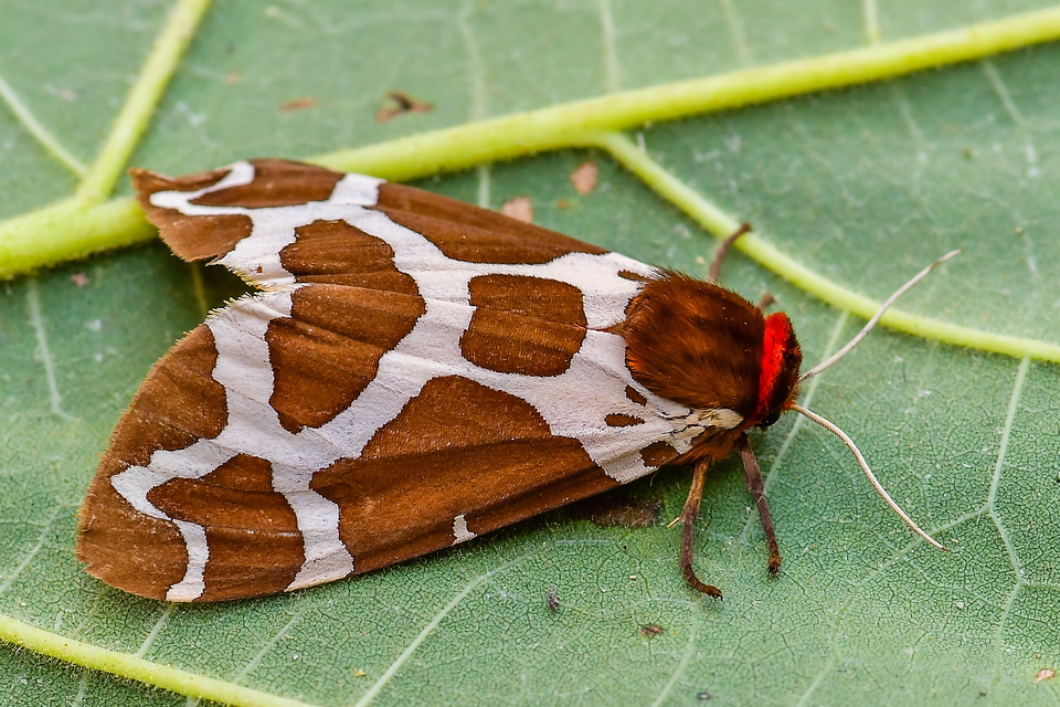 Arctia caja - közönséges medvelepke