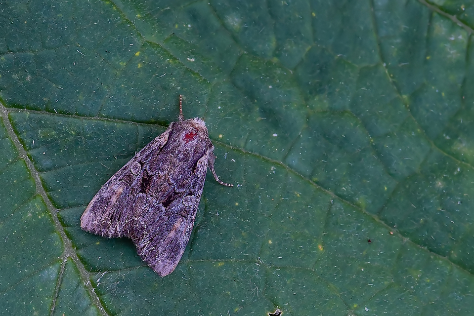 Lacanobia thalassina - borbolya-kertibagoly
