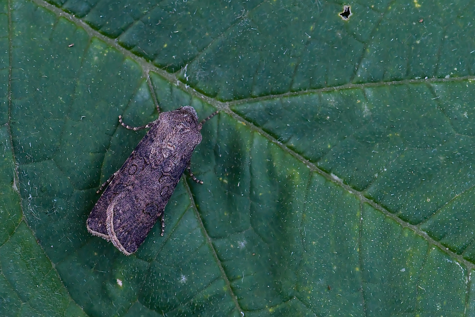 Agrotis segetum - vetési földibagoly