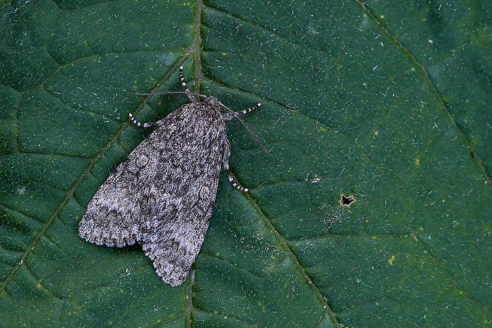 Acronicta megacephala - nagyfejű szigonyosbagoly