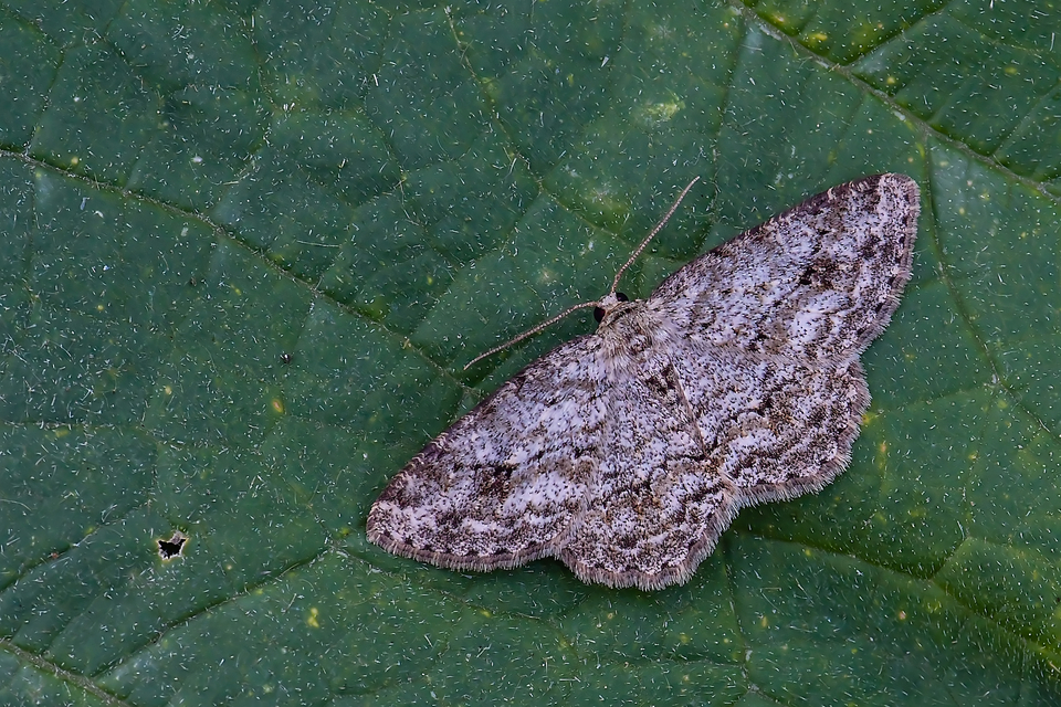 Ectropis crepuscularia - avararaszoló