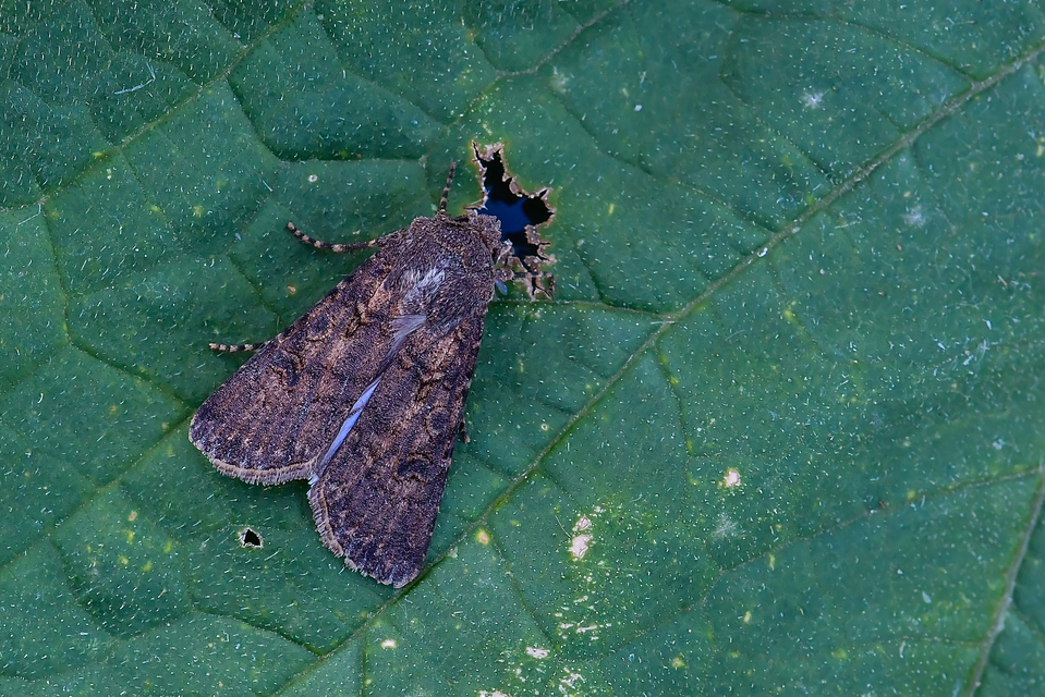 Agrotis segetum - vetési földibagoly