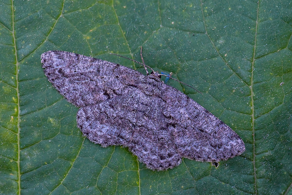 Hypomecis roboraria - nagy tölgyfaaraszoló