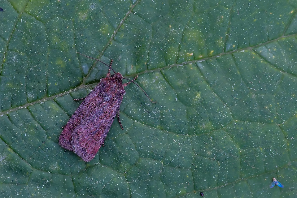 Euxoa tritici/nigrofusca/eruta