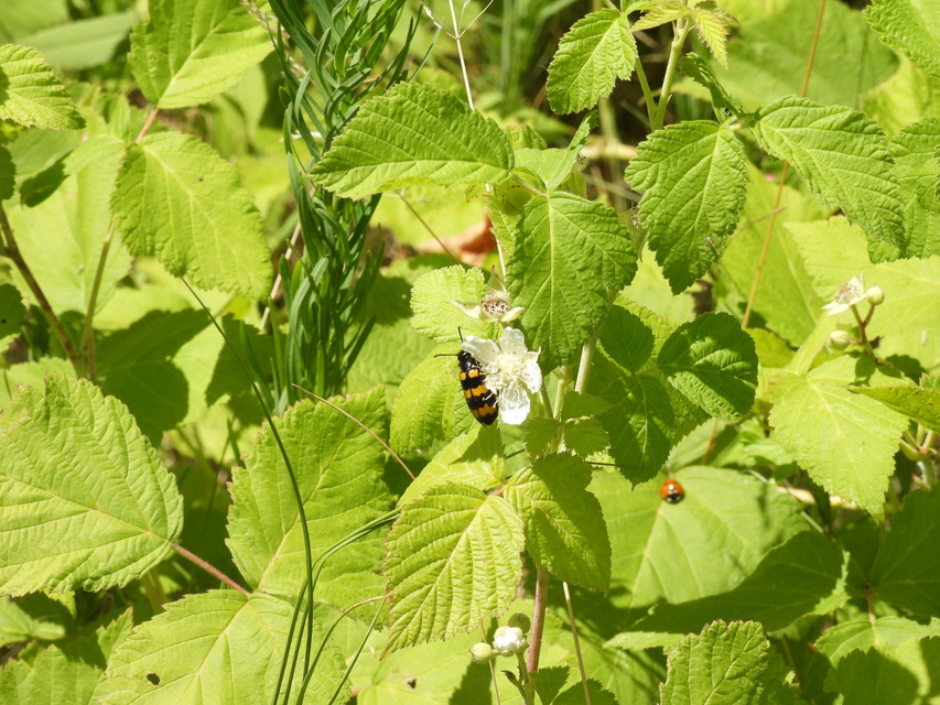 Mylabris variabilis - szalagos hólyaghúzó