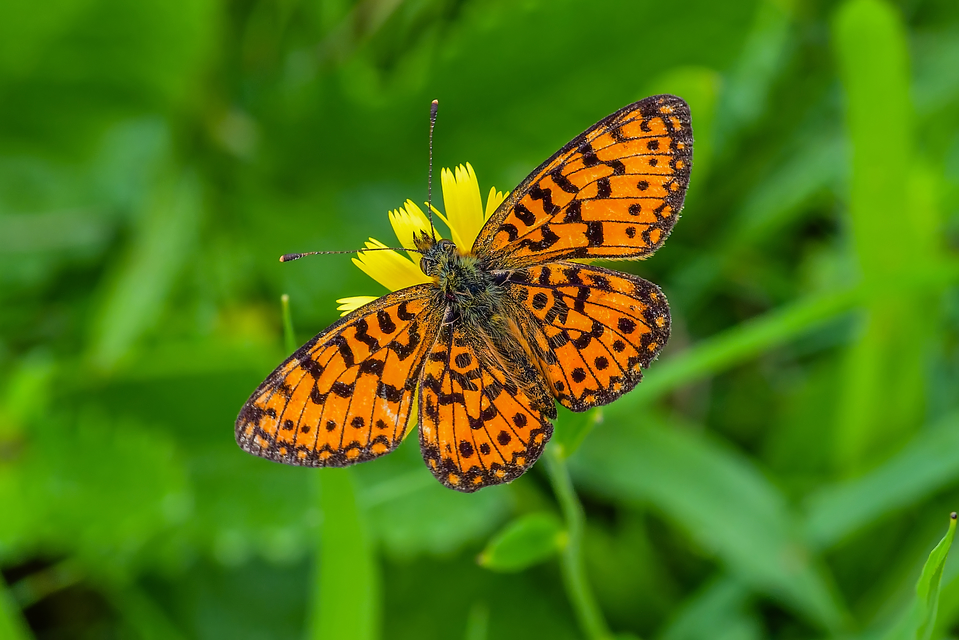 Boloria selene - fakó gyöngyházlepke