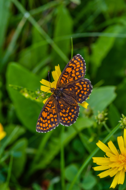 Melitaea athalia - közönséges tarkalepke Melitaea athalia - közönséges tarkalepke