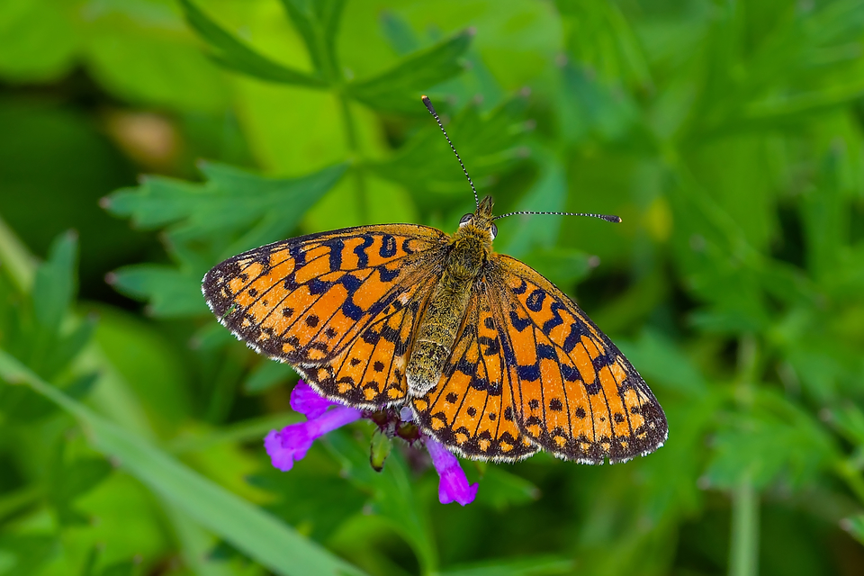 Boloria selene - fakó gyöngyházlepke