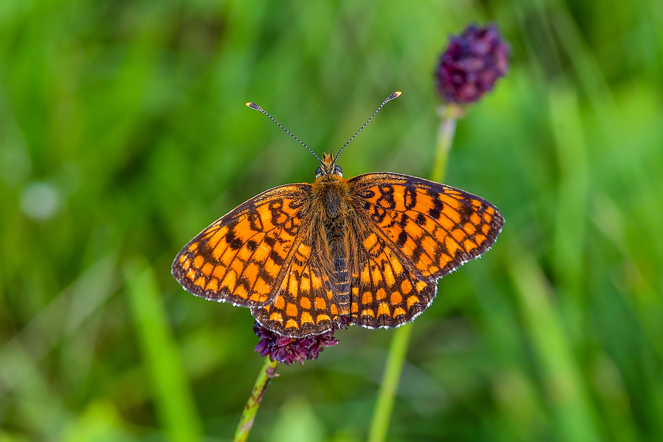 Melitaea phoebe - nagy tarkalepke