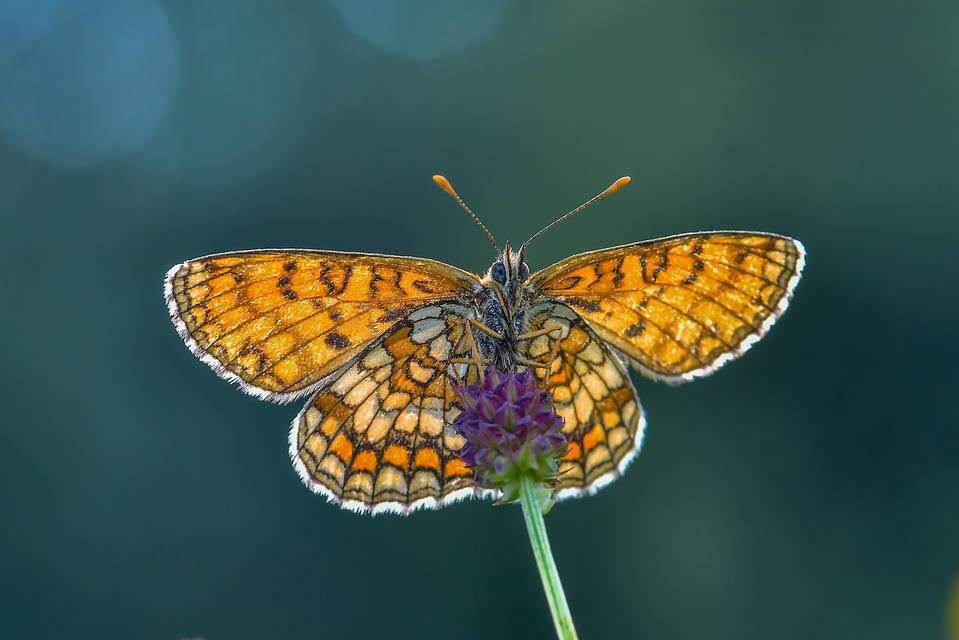 Melitaea athalia - közönséges tarkalepke Melitaea athalia - közönséges tarkalepke
