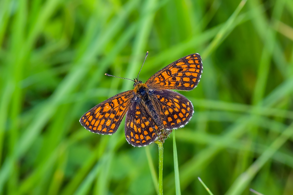 Melitaea athalia - közönséges tarkalepke Melitaea athalia - közönséges tarkalepke